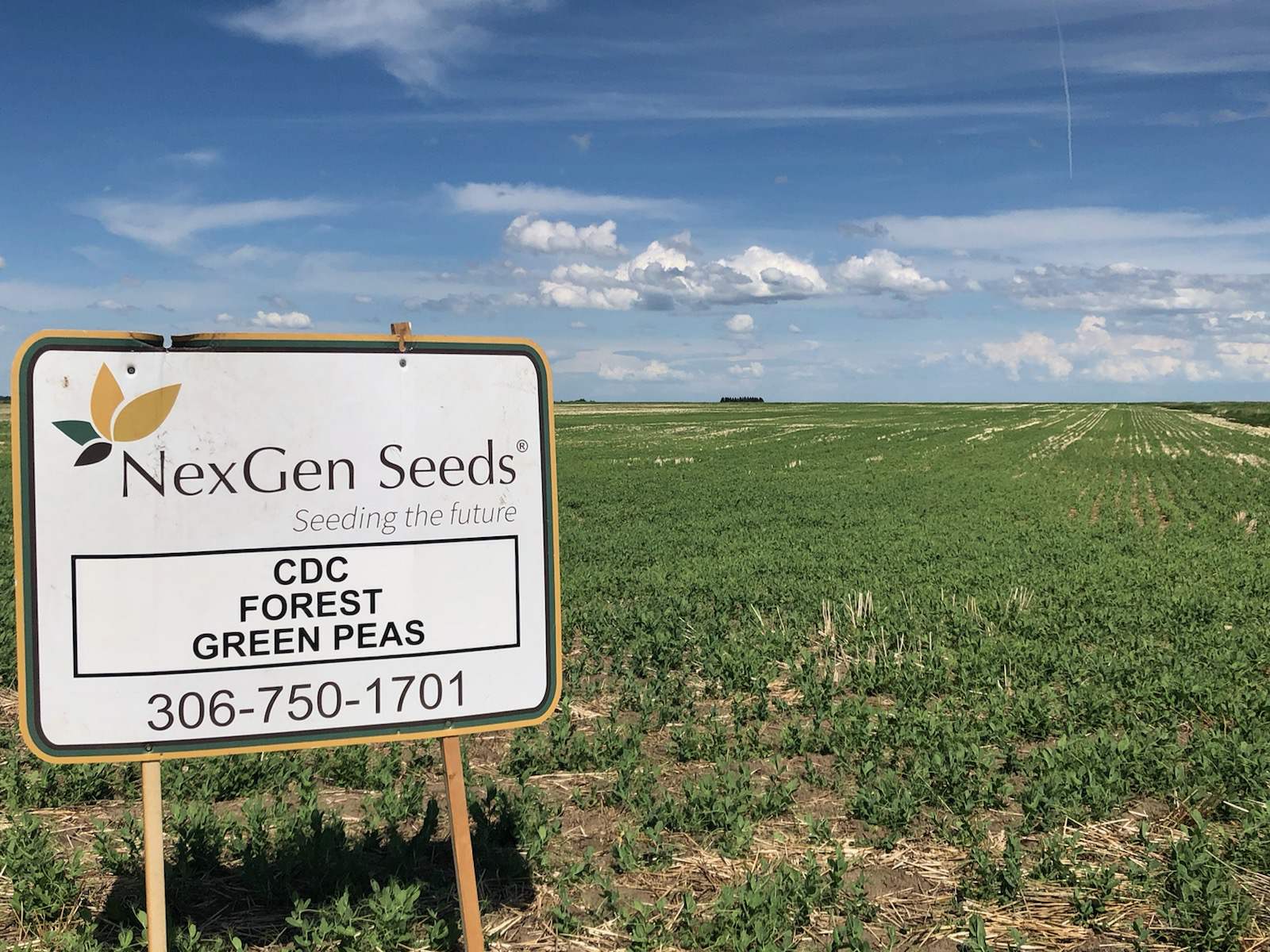 NexGen_CDCForestGreenPeas