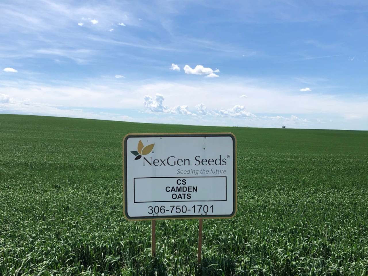 NexGen_CSCamdenOats