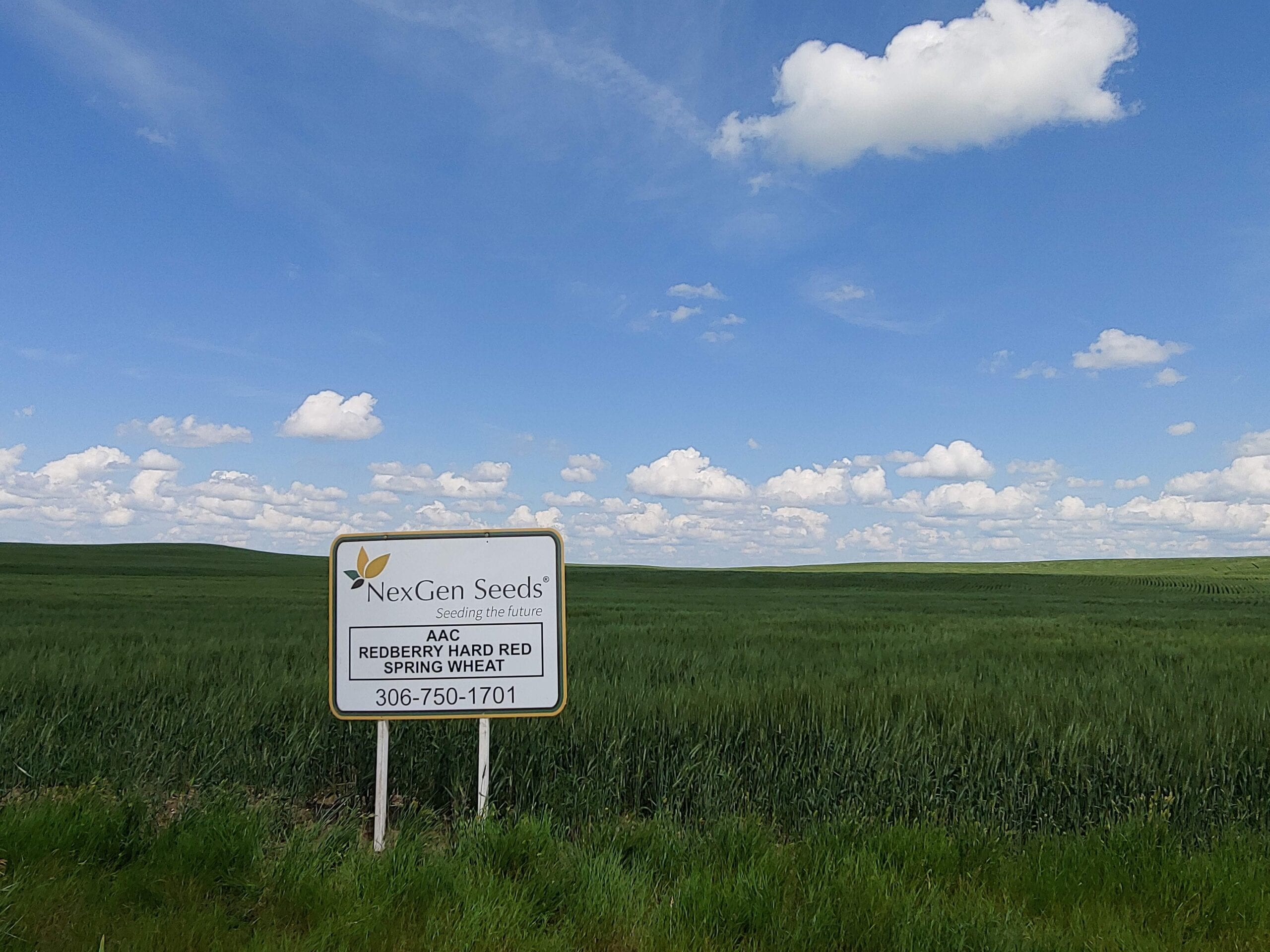NexGen_RedberryHardRedSpringWheat