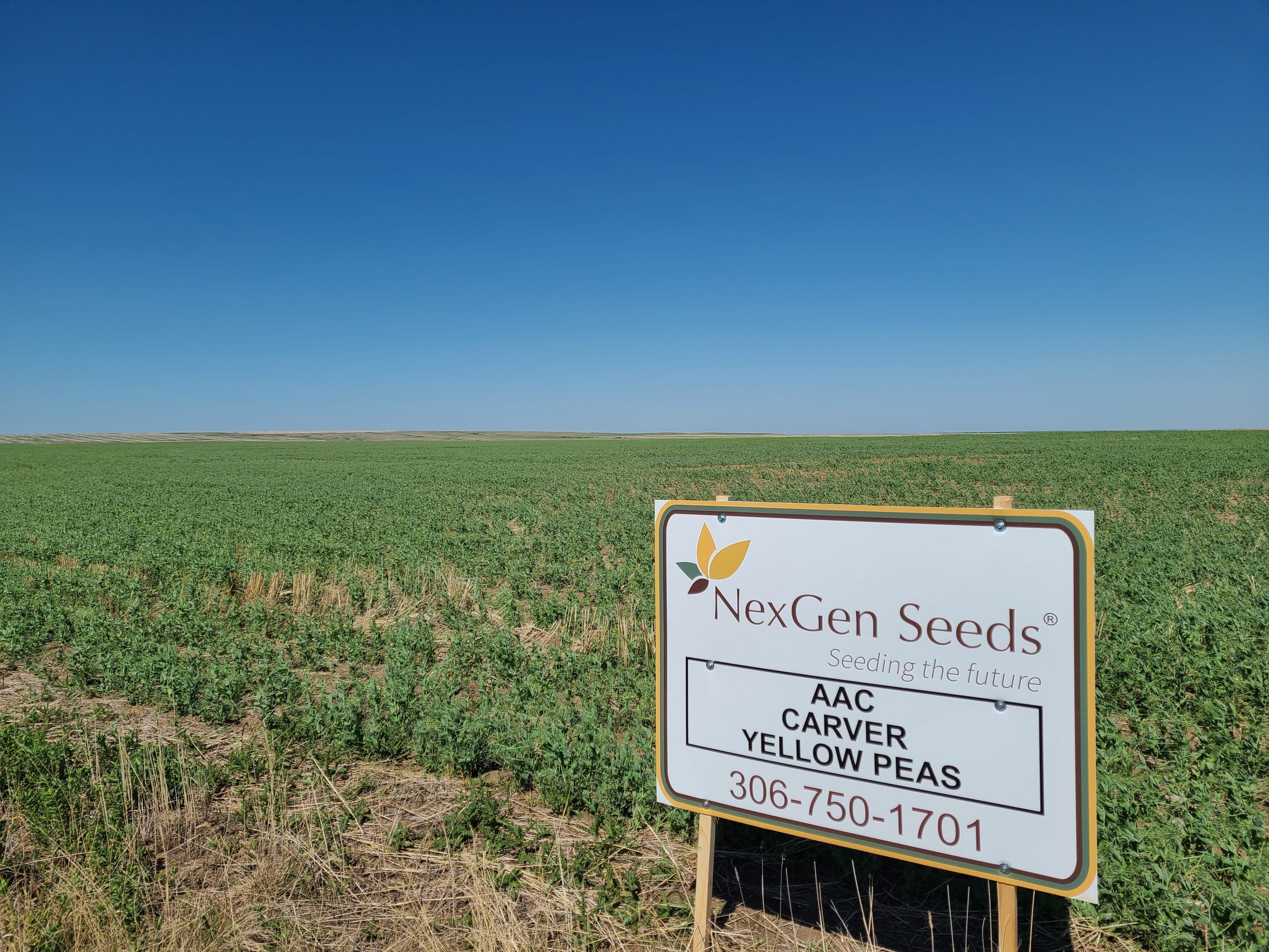 Carver Yellow Peas Carver Yellow Peas